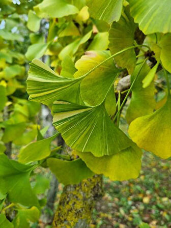 "Eşsiz ve Sağlam Mabet Ağacı (Ginkgo biloba) Fidanı - Bahçeniz İçin"