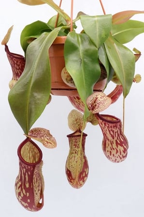 Dashing Look Sinek Kapan Etobur Bitki Nepenthes Fly Trap Tohumu / 5 Adet Tohum TH-thmcmthm431