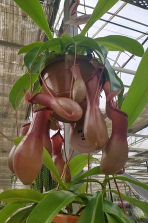 Dashing Look Sinek Kapan Etobur Bitki Nepenthes Fly Trap Tohumu / 5 Adet Tohum TH-thmcmthm431