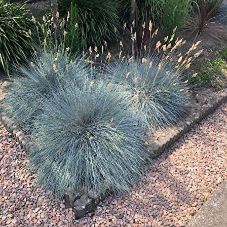 1-2 Yaş Arası Tüplü Mavi Çim (Festuca glauca) Fidanı - Göz Alıcı Mavi-Yeşil Dokusu ile Zarif Peyzaj Bitkisi
