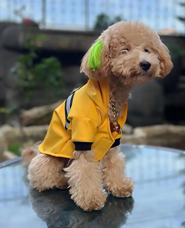 Su Geçirmez SARI Köpek Yağmurluğu