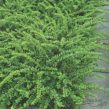 Bodur Hanımeli Lonicera Nitida Bodur Çit Bitkisi 1-2 Yaş Arası Tüplü