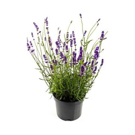 Teras Balkon İçin Lavanta Çiçeği Lavandula İntermedia 10-20 Cm