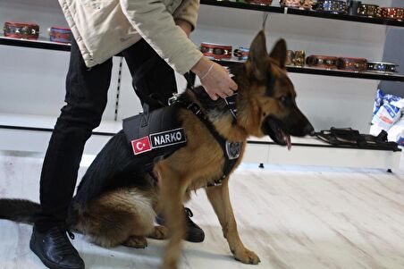 MgTasma Kurt Başlı Köpek Tasması Süper Tam Set