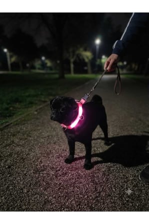 Patibon 3 Fonksiyonlu Işıklı Güçlü ve Şık Evcil Hayvan Boyun Tasması - Medium - Turuncu - M Beden