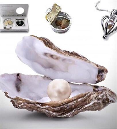 Peluş ayıcık ve istiridye içinde gerçek inci kolye