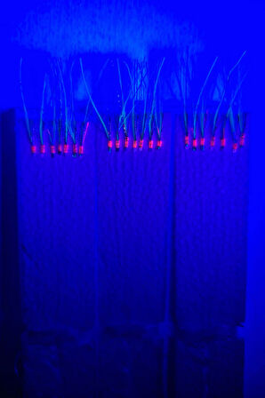 Eagenset Çapari, İstavrit Çaparisi, 30x12 Beden, Ultraviyole Uv Neon Koyu Yeşil Sim, 11 No Beyaz 7 İğneli, 3lü Paket