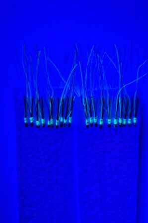 Eagenset Çapari İstavrit Çaparisi, 20x12 Beden, Ultraviyole Uv Neon Koyu Yeşil Sim, 11 No Kırmızı İğne, 10 İğneli, 2li Paket