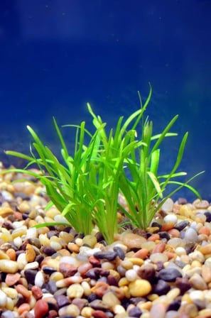 Sagittaria Subulata 1 Bağ 2-4 Kök Akvaryum Zemin Bitkisi Canlı Akvaryum Bitkisi