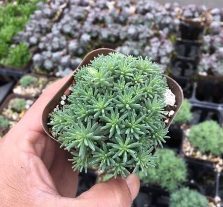 Sedum Tohumu (İri Damarlı Yapraklar) Yeşil Renkli - 15 Tohum