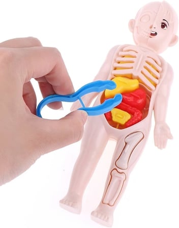 Ayver Insan Vücudu Anatomisi Organ Bulmaca Puzzle Bultak Yapboz Eğitici Ve Öğretici Oyuncak 20 Cm