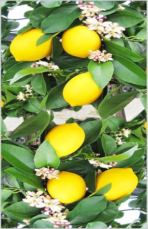 Dijital Baskı Yıkanabilir Kaymaz Taban Mutfak Halısı RVG2075 80x150 cm