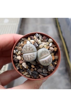 5,5 Cm Saksıda