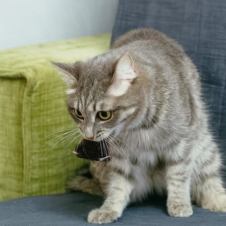 Kurmalı Kedi Oyuncağı – Hareketli Fare Şeklinde Peluş Oyuncak – Kediler İçin Etkileşimli, Dayanıklı ve Av İçgüdüsünü Tetikleyen Eğlenceli Egzersiz Oyuncağı