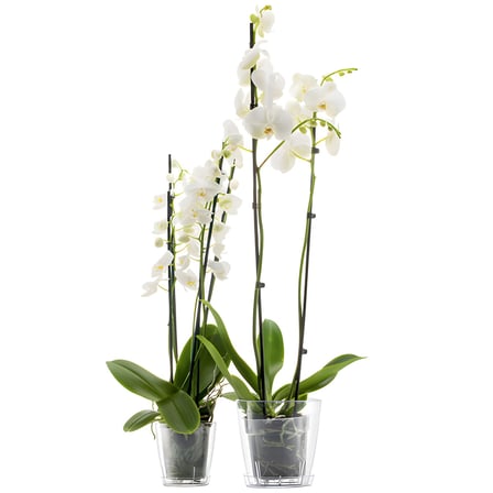Tabaklı Orkide Saksısı, 1.6 Lt 13 cm, Şeffaf Kristal Plastik