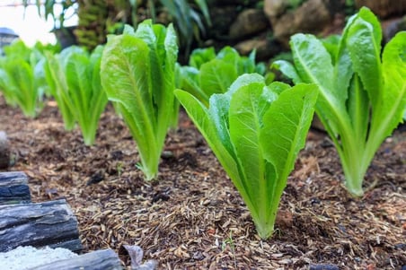100 Adet Parris Island Romaine Marul Tohumu