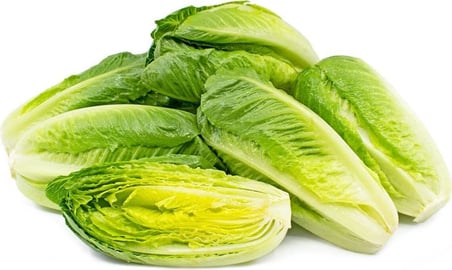 100 Adet Parris Island Romaine Marul Tohumu
