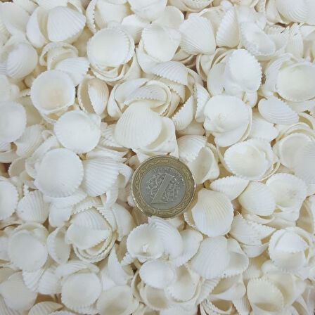 Clam Rose Cochles -Orta Kiloluk Deniz Kabuğu (1 KG)