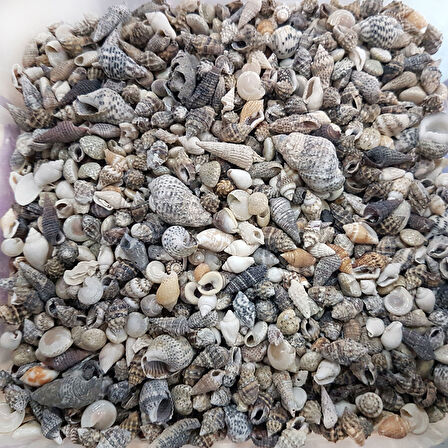 Karışık Minik Kiloluk Deniz Kabuğu (Şişe İçi İçin) 500 Gr