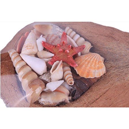 Coco Kabuk Sepeti 18-20 cm Arası