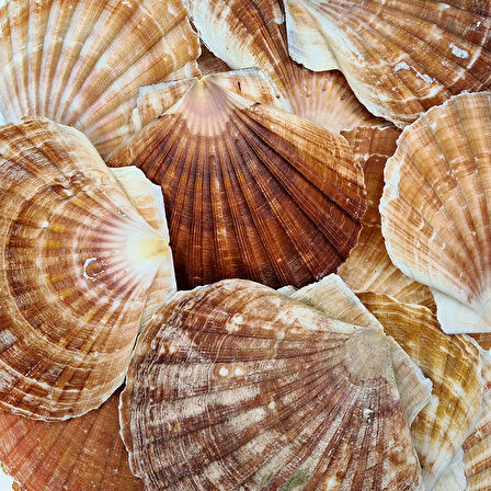 Pecten Maximus Kiloluk Deniz Kabuğu (1 KG)