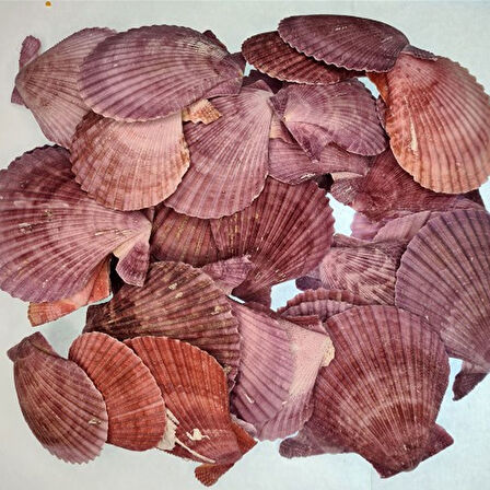 Pecten Novalis Mor Kiloluk Deniz Kabuğu (1 KG