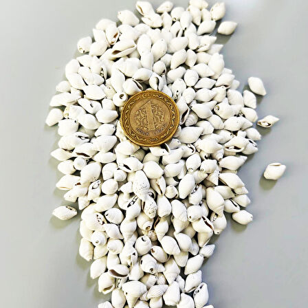 Nassa Shell Yerli Boyanmiş Kiloluk Deniz Kabuğu (1 KG