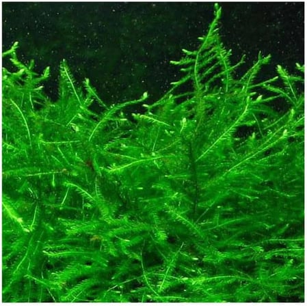 Vesicularia Dubyana Java Moss 10x10cm Canlı Bitki