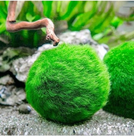 İthal Bitki Marimo Moss Ball 2-3cm Yosun Topu Canlı Bitki Kopy1-951512