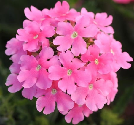 Mine Çiçeği (Sarkan Çok Dallanan) Pembe Renkli - 10 Tohum