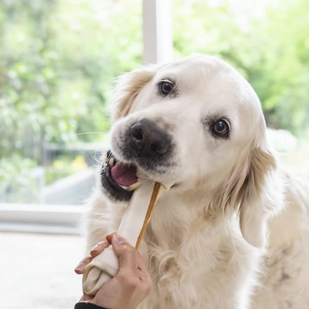Delights L Boy Kemik, 85 gr Köpek Ödülü