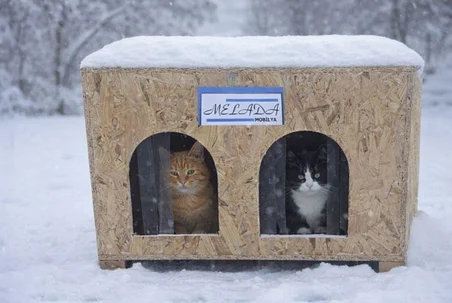 Kedi Evi Dış Ortam Uygun Ahşap Kedi Evi Double OSB 61x41x36 cm (Demonte)
