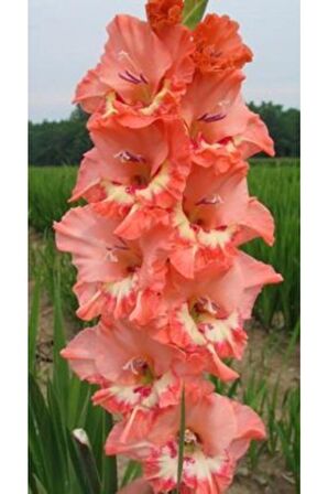 Toz Pembe Renkli Glayör Çiçek Soğanı  5 Adet