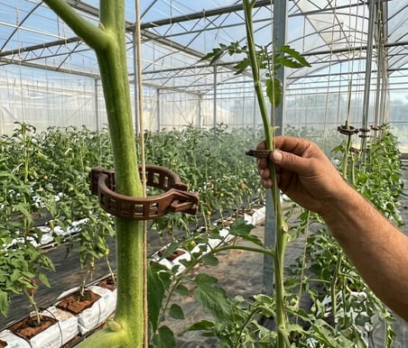 Kahverengi 50 Adet Bitki Klipsi - Domates Klipsi 25 mm Gövde Sarmaşık Bitki Bağlama Kelepçesi (50)