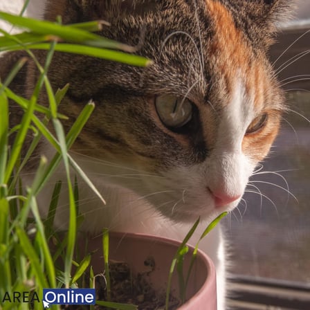 Evde Kolay Yetiştirme – Pomponet Kedi Çimi ile Yıl Boyu Yeşillik!