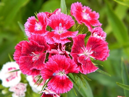 Hüsnüyusuf (dianthus Barbatus L.) Çiçek Tohumu, 100 Adet