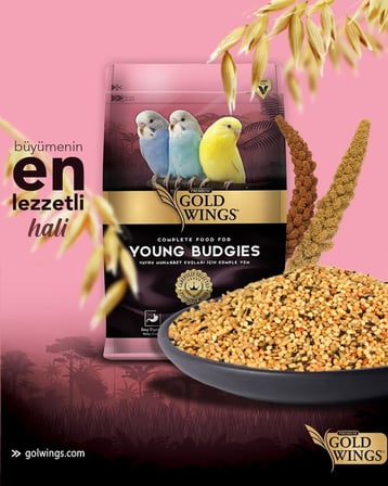 Gold Wings Premium Yavru Muhabbet Kuşu Yemi 1 Kg
