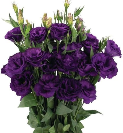 Lisianthus (Lale Gül) Advantage Serisi - MOR (5 Tohum)
