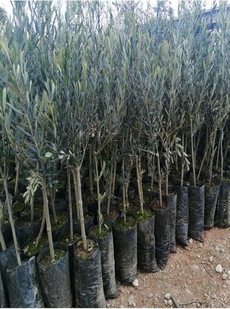 Videolu Gemlik Zeytin Fidanı Fidesi 1 Adet 1. Kalite 80-150 Cm SaksılıTüplü (Olive Sapling)