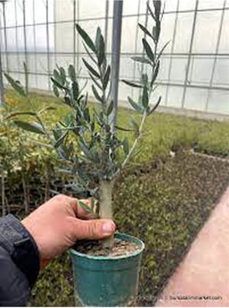 Videolu Gemlik Zeytin Fidanı Fidesi 1 Adet 1. Kalite 80-150 Cm SaksılıTüplü (Olive Sapling)