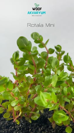 Rotala Macrandra Mini Pink Akvaryum Bitkileri Akvaryum Bitkisi 5 Dal