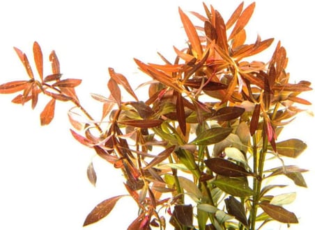 Ludwigia brevipes 5 Dal Kolay Akvaryum Zemin Bitkisi Canlı Akvaryum Bitkisi