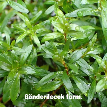 Ludwigia brevipes 5 Dal Kolay Akvaryum Zemin Bitkisi Canlı Akvaryum Bitkisi
