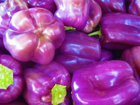 40 Adet Sweet Lilac Bell Dolmalık Biber Tohumu