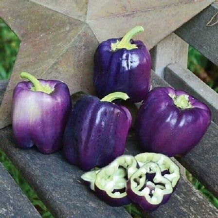 40 Adet Sweet Lilac Bell Dolmalık Biber Tohumu