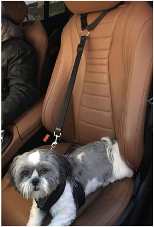 Evcil Hayvan Araç Araba Oto Koltuk Başlığına Takılan Kemer Tasma Emniyet Kemeri Kedi Köpek