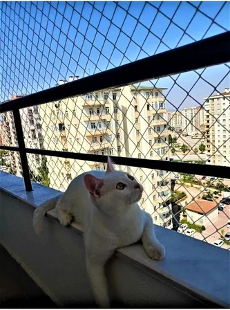 2 X 1 Metre Kedi Koruma Filesi Balkon Filesi 2 Mm Kedi Güvenlik Filesi Bebek Güvenlk Filesi -