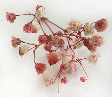 ÇİÇEK DOĞAL CİPSO 50 GR KIRMIZI 1 PAKET