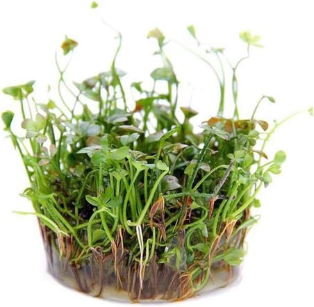 Marsilea Hirsuta In Vitro Canlı Bitki