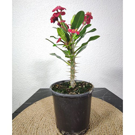 Efhorbia-Dikenler Tacı Çiçeği Fidanı Kırmızı 10-20 cm